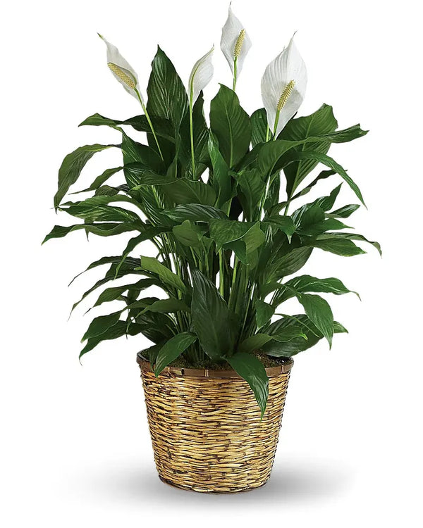 Simply Elegant Spathiphyllum (Peace Lily) - Small