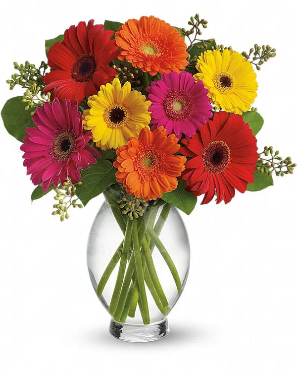 Gerbera Brights