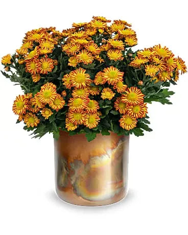 Autumnal Chrysanthemum