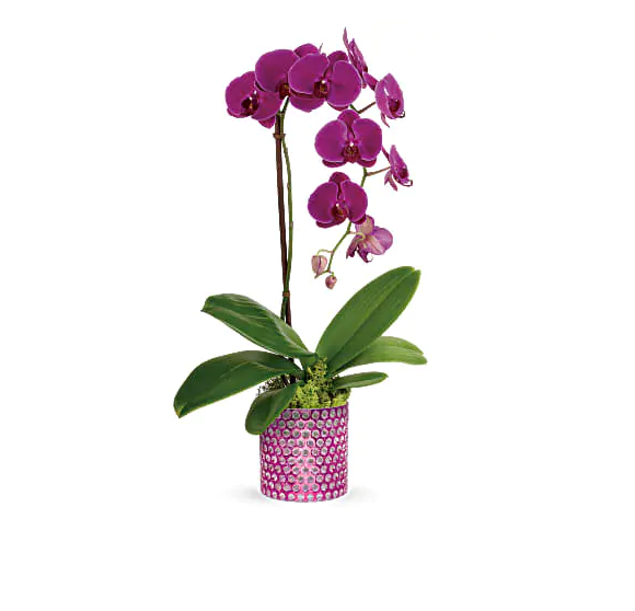 Teleflora's Dazzling Orchid