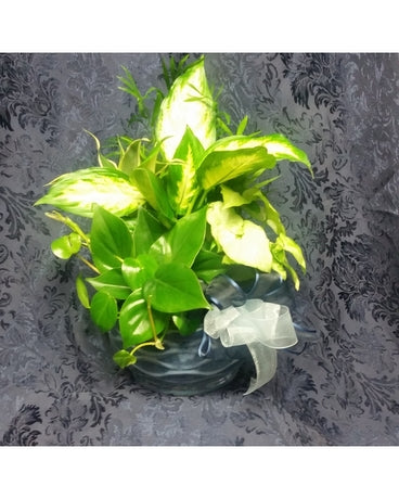 Dishgarden in a Container