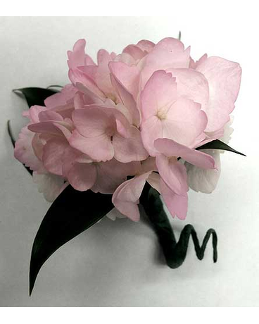Pink Hydrangea Bout.