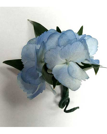 Blue Hydrangea Bout.
